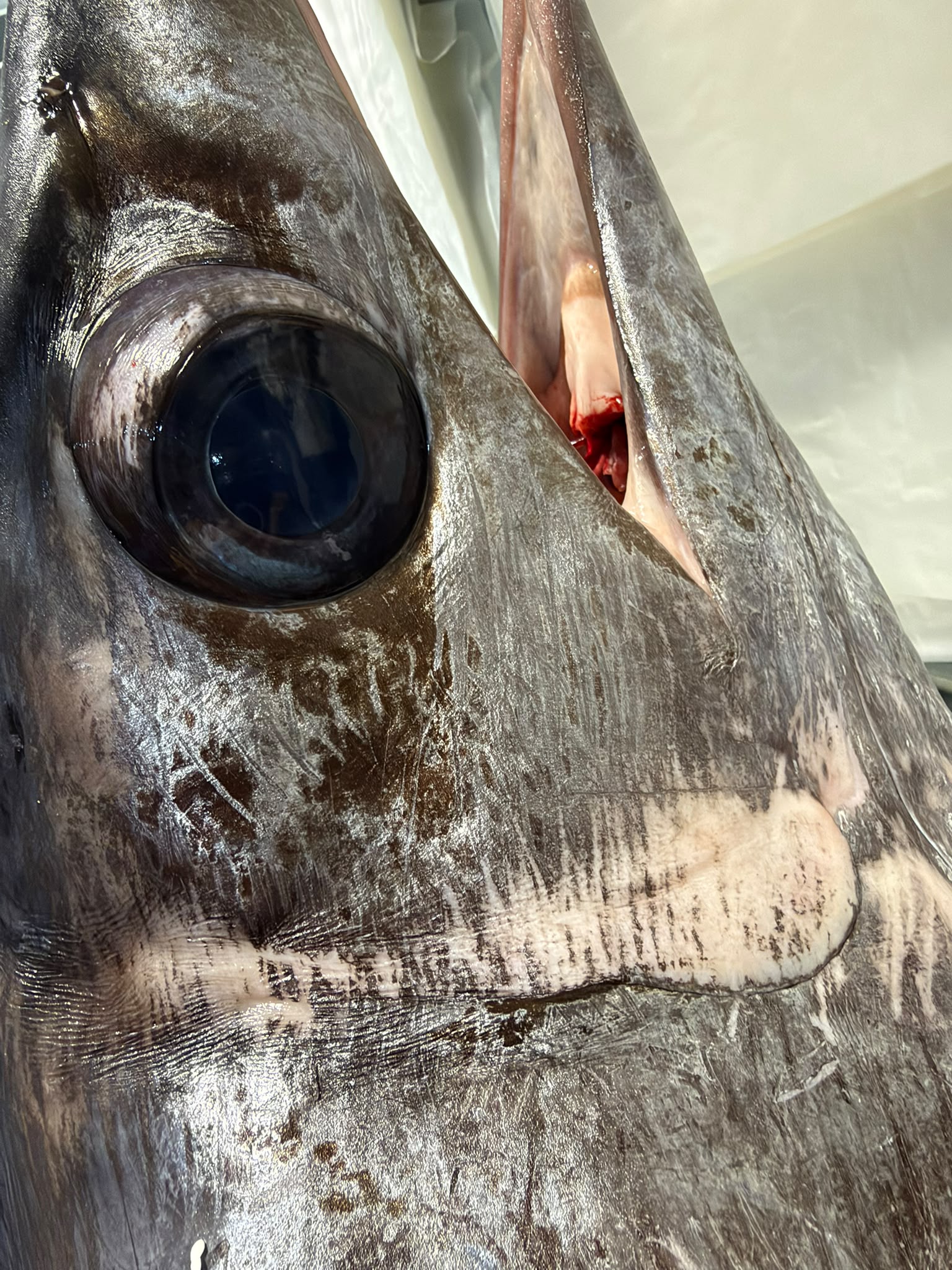 Dettaglio del pescato fresco