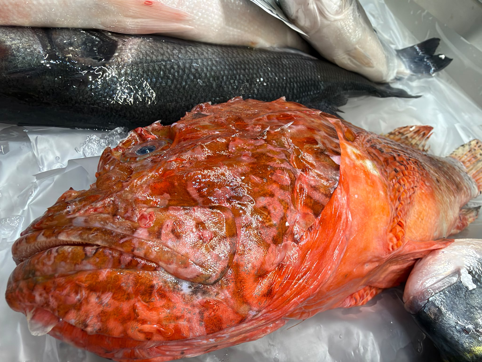Scorfano fresco tra il pescato di BluSale